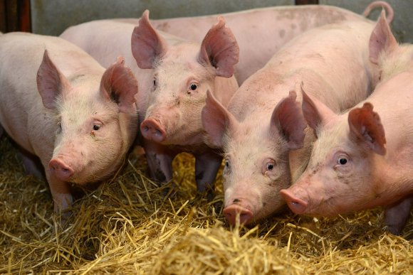 Roslin CRISPR pigs